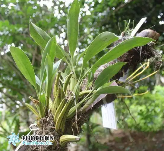 国家重点保护野生植物麻栗坡贝母兰密茎贝母兰卵叶贝母兰长鳞贝母兰