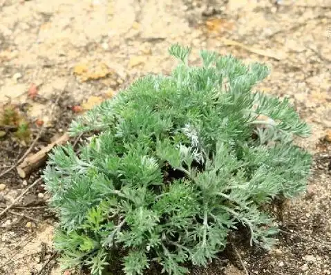 p>茵陈蒿(学名: i>artemisia capillaris /i> thunb.