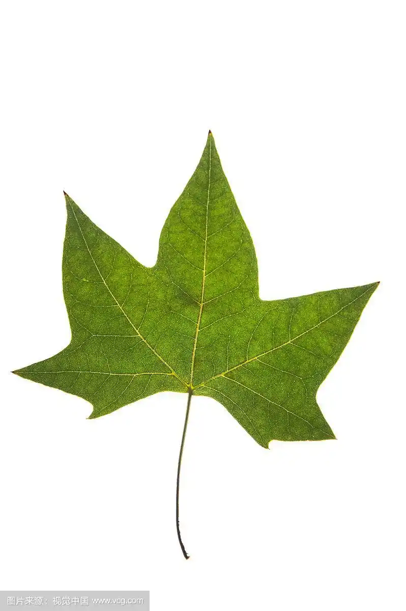 叶子,梧桐树