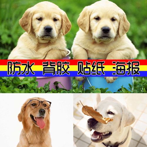 海报贴画壁纸狗狗萌宠拉布拉多可爱大幅墙壁装饰背胶贴图片