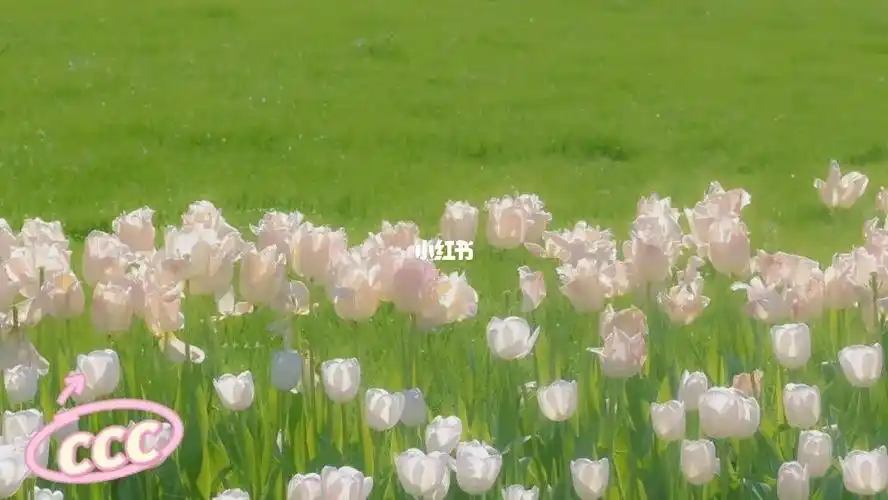 神仙壁纸  #壁纸  #ins风壁纸  #ins风  #ipad壁纸  #电脑壁纸