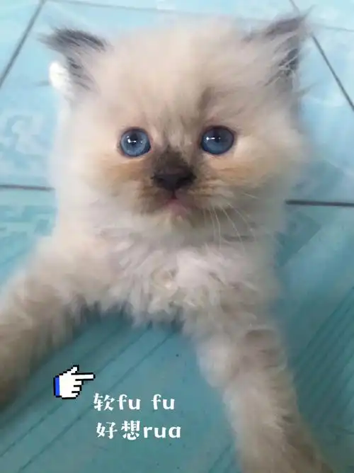 老大漂亮的重点色长毛小仙女