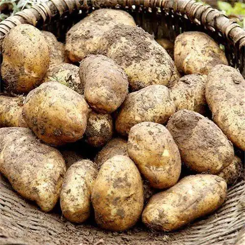 黄心土豆贵州特产威宁特色小吃土豆2023年新鲜土豆马铃薯洋芋