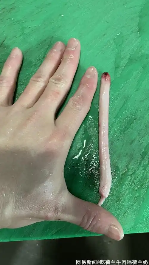 牛鞭羊鞭都被当做美食为何猪鞭没人吃猪鞭都去哪了