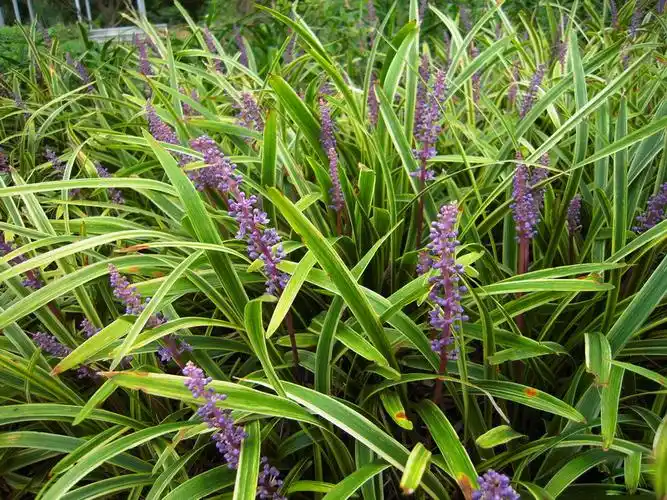 批发地被植物 金边麦冬草 阔叶小叶麦冬 日本矮生玉龙草 品种齐全