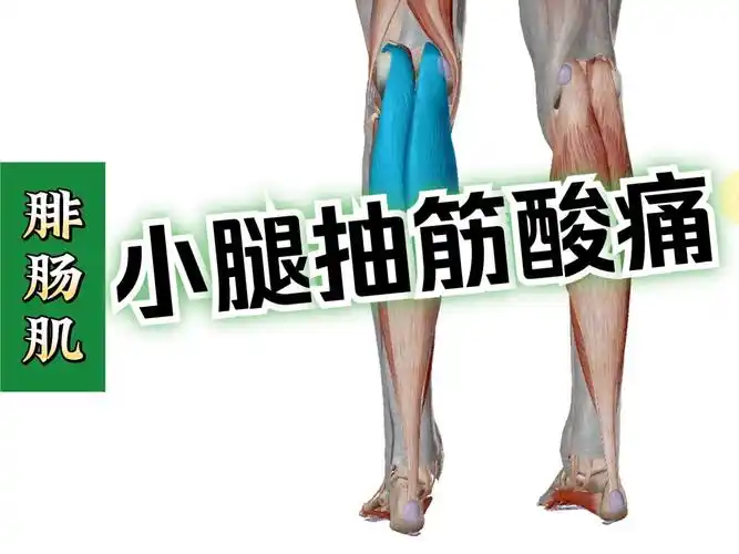 【腓肠肌】3d解剖——小腿抽筋,酸痛,足底痛!