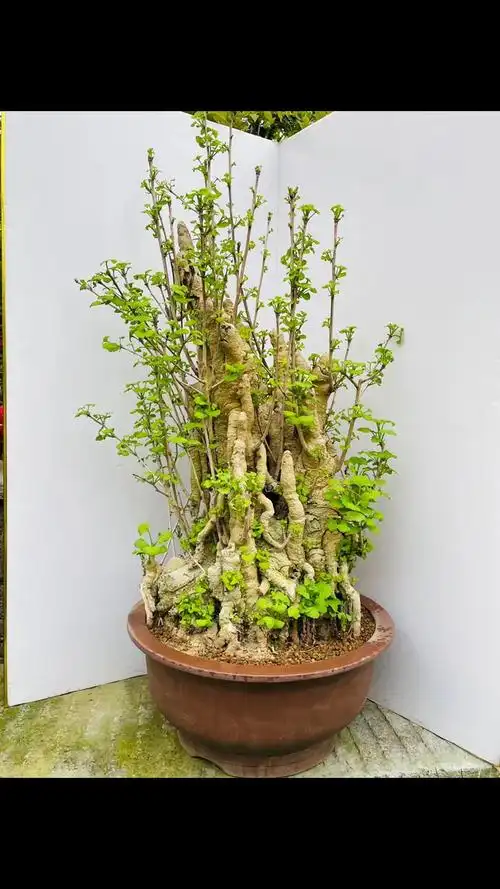 我家的爆款银杏又出来露脸了噢怪桩银杏盆景中国名贵树种之一
