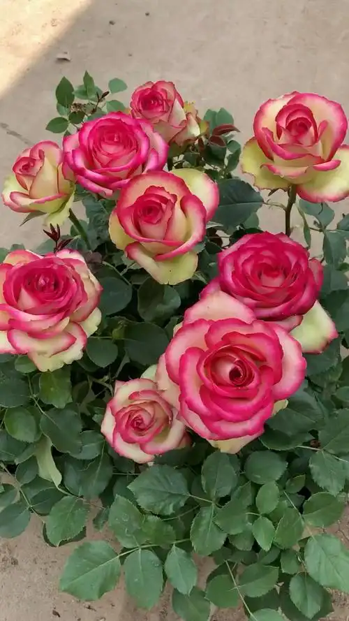 灌木月季品种齐全 ,最美月季花 "梦露"