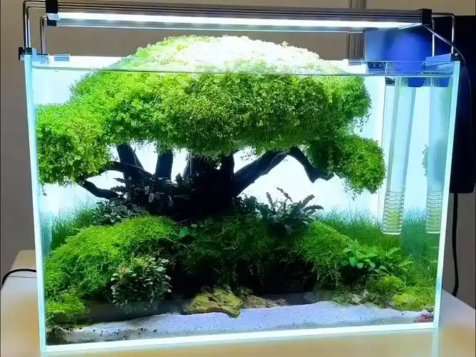 草缸造景欣赏 | 水草造景 | 草缸造景 | 生态缸造景 | 榕树造景