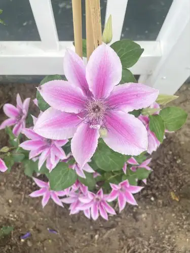 大道系列铁线莲