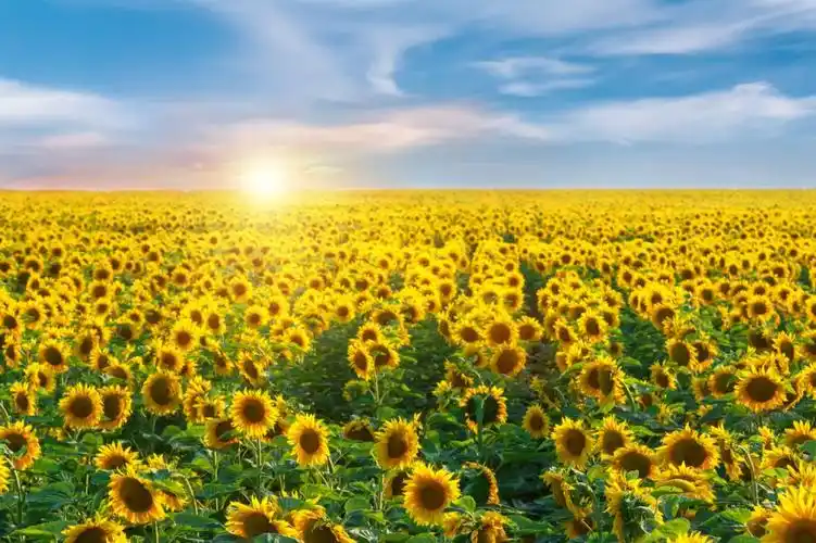 2023珠海2月份赏花地点汇总(持续更新) 2023珠海2月份