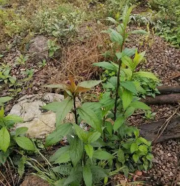 贵州黔南纯野生柴胡
