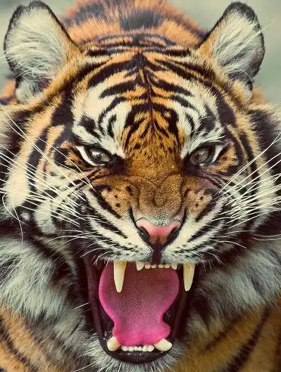 狠在争夺食物时眼睛发出吓人的绿光 来源 全网资讯 3/8 图拍猛兽凶相