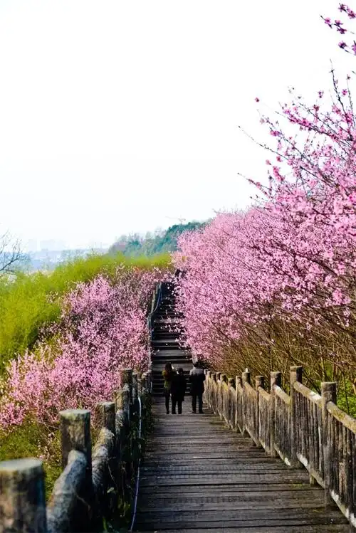 赏花不打挤!重庆主城最美桃花林 盛放如十里锦绣