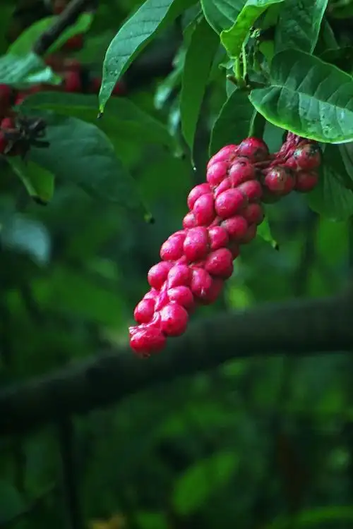 玉兰花的果实,中看也中吃