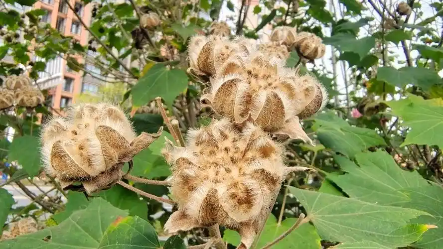 吉安冬韵木芙蓉果实开裂成风景