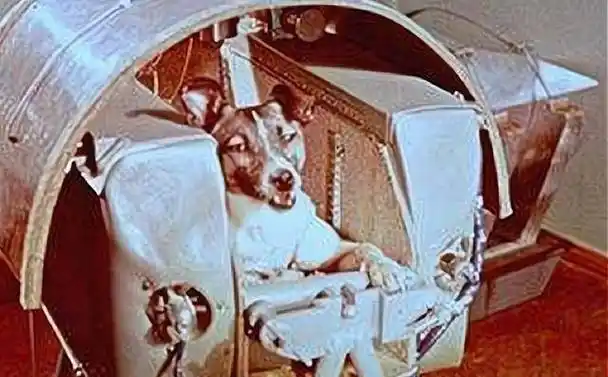 宇航狗莱伊卡64年前进入太空时遭逢大变后来如何了