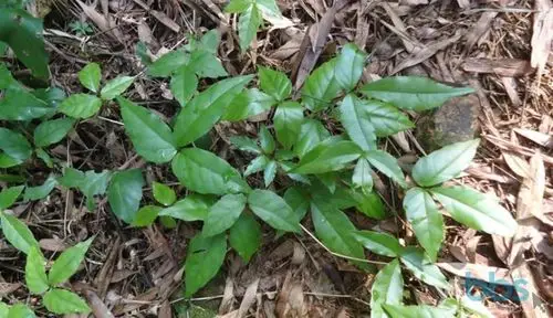 各种纯野生珍贵中药材(抗癌神药 三叶青)