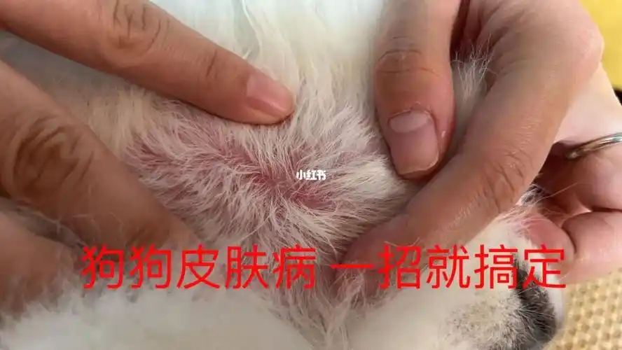 和我家修狗一样皮肤病的进吧