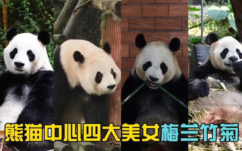 你知道熊猫中心四大美女"梅兰菊竹"吗,梅清,兰香,竹韵,菊笑每只性格都