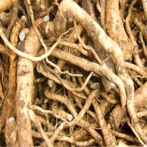 板蓝根种子种植板兰根新种上市套种豆角种子甜玉米种批发工厂