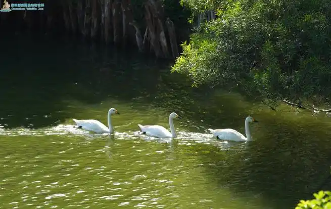 黑天鹅与白天鹅悠然自得,拨开水面激起层层涟漪;或优雅游弋颈项轻弯