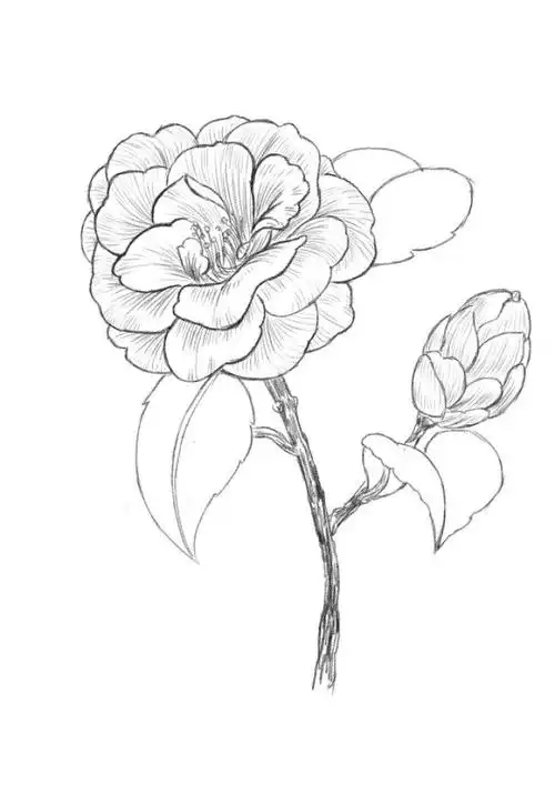 山茶花图片简笔画 山茶花图片简笔画彩色