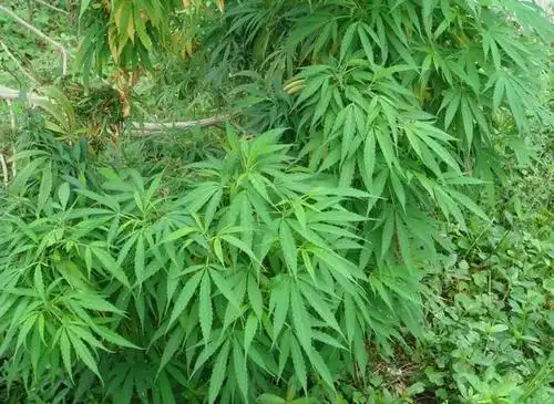 火麻种子全新价格