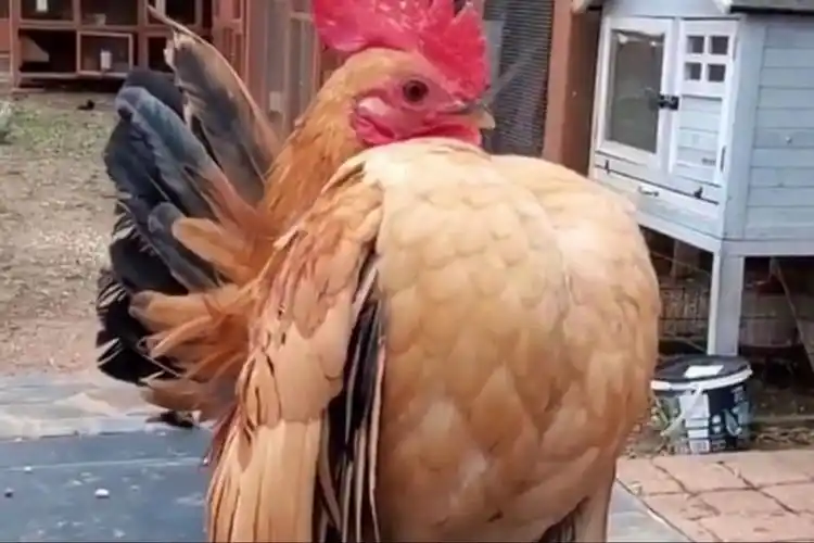 搞笑大乱炖公鸡胸大气质都不一样