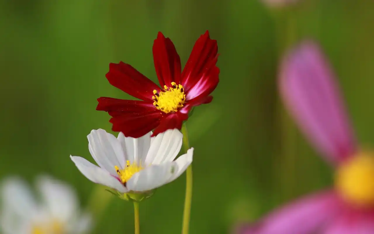 唯美清新的格桑花摄影图片桌面壁纸
