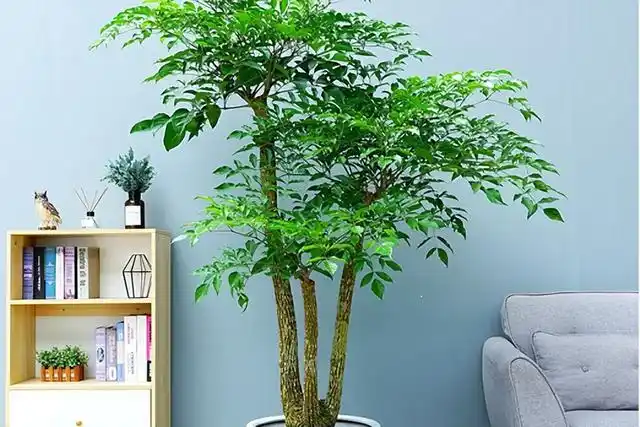 大型绿植 客厅摆放风水,适合摆放在客厅的6种大型植物,生机勃勃,净化