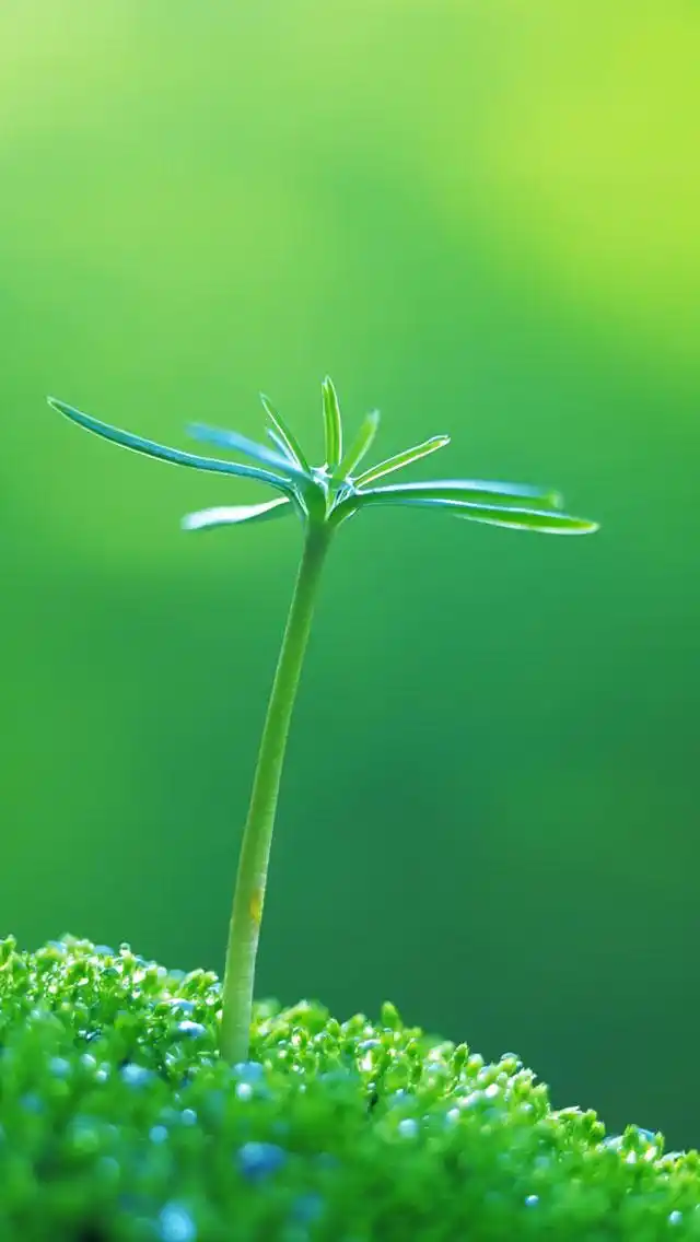 首页 手机壁纸 风景 绿色植物高清手机壁纸640_1136竖版 竖屏手机