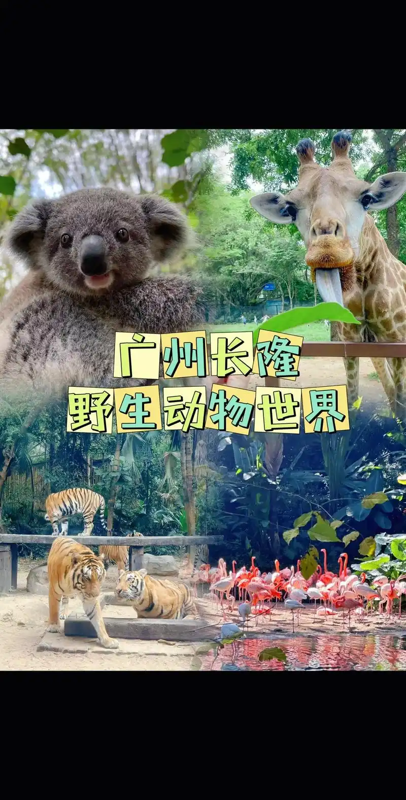 左下角可以团!趁着假期带上家人一起来玩#长隆野生动物园 #野 - 抖音