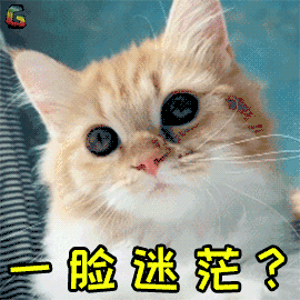 萌宠 猫咪 猫 蒙圈 一脸迷茫 soogif soogif出品