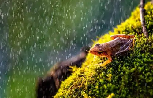 《雨中蛙》 探图网摄影师|顾光辉
