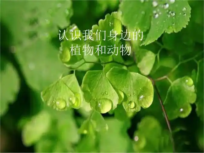 草鱼可以吃水果吗_大全-幸福起航