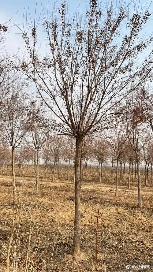 丝绵木又名桃叶卫矛秋冬挂红色果实除了观赏还是鸟类的食源