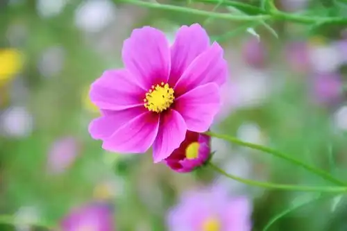 秋天的花更美丽