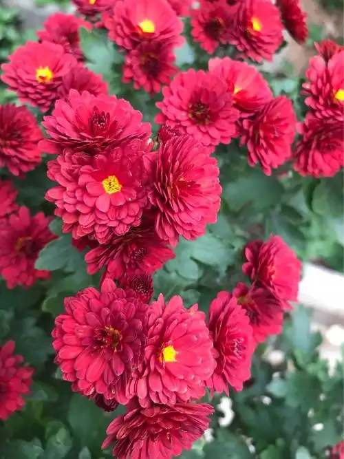 邻居家的小红菊