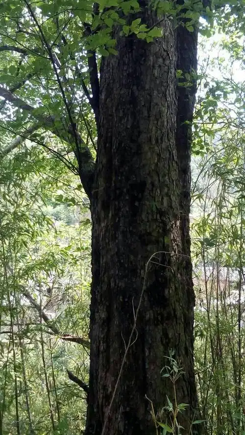 谁知道金丝楠树木图片