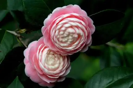 最名贵的十种花卉