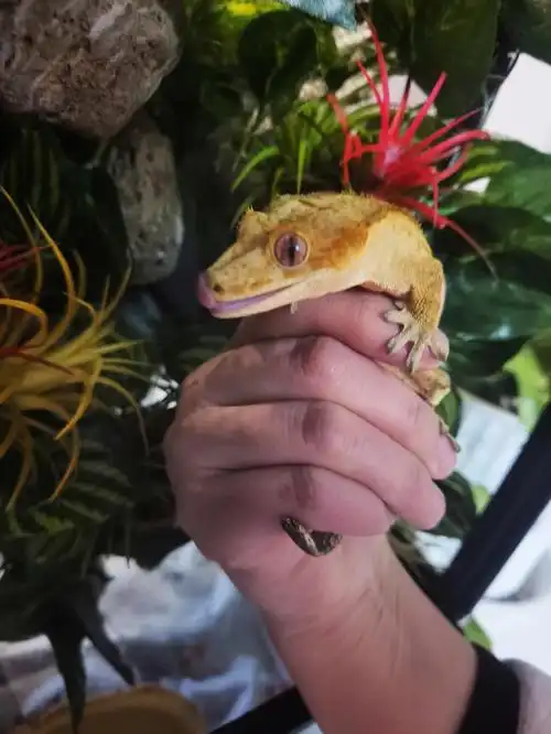 睫角守宫萌窝金砖的悬浮家