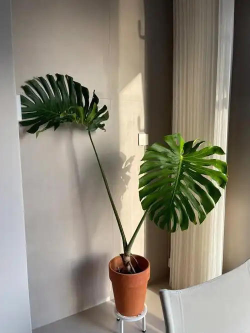 室内造型老桩绿植