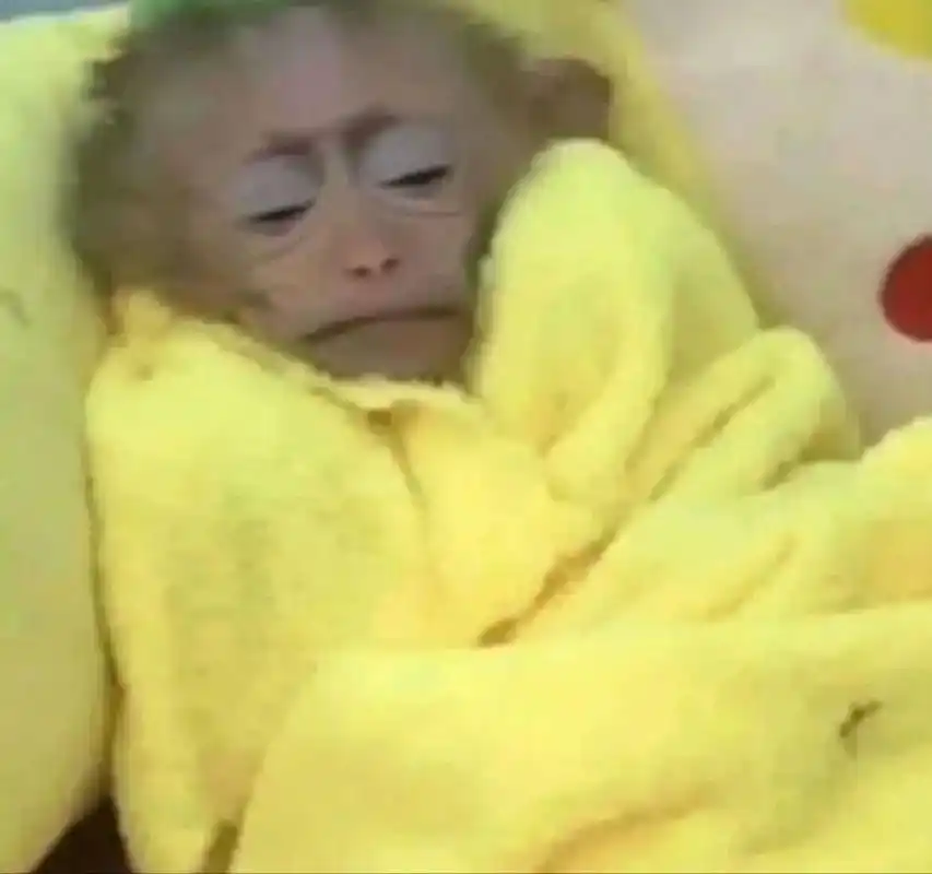 马喽的命也是命 打工人发疯时刻 	 最近真的很爱马骝的表情包