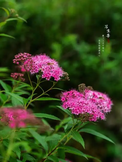 粉花绣线菊写生集五月的花