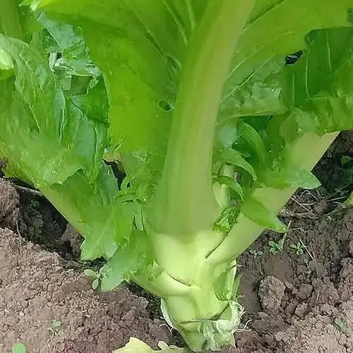 钦辰奕【速发】四川棒棒菜新鲜青菜头5斤当季蔬菜青菜苔芥菜儿菜脑壳