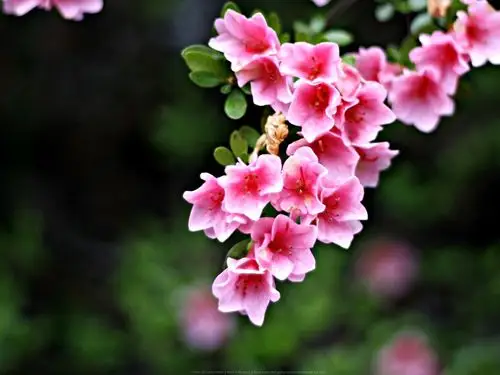 高清晰花朵壁纸 #1 - 1600x1200