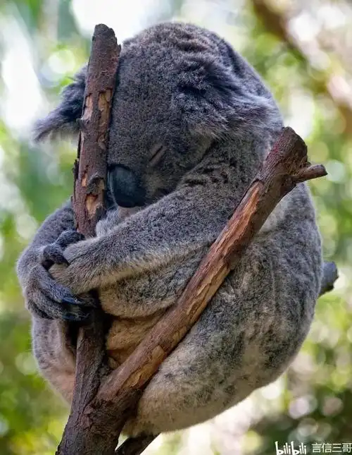 有趣的动物照片(2)