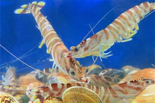 我国养殖的对虾有哪些品种,各自的特点是什么 - 农业百科