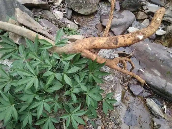 油麻血抱木麻王苦粑粑草华萝藦小夜关门小蓑衣藤粑粑草梯茎疳积草红山